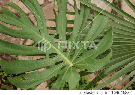 Monstera sheet close-up. Greenhouse with a large variety of green plants. The concept of planting crops in spring. Monstera sheet close-up. Greenhouse with a large variety of green plants. The concept of planting crops in spring. 104646882