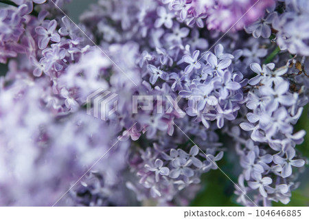 Background with lilac flowers close-up. Macro shooting. Background with lilac flowers close-up. Macro shooting. 104646885