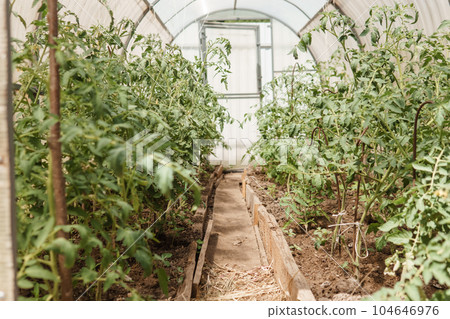 Tomatoes are hanging on a branch in the greenhouse. The concept of gardening and life in the country. A large greenhouse for growing homemade tomatoes. 104646976