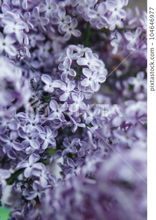 Background with lilac flowers close-up. Macro shooting. 104646977