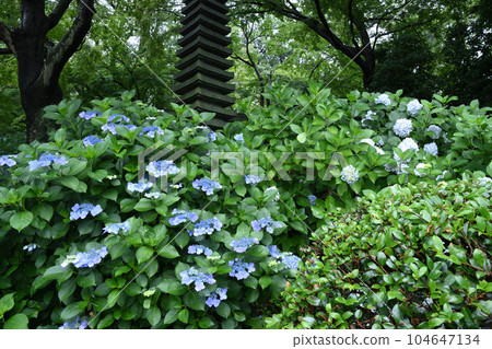 Hydrangea Temple in Kakio Hydrangea Temple in Kakio 104647134