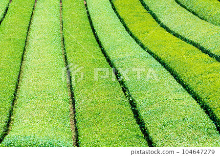 Freshly tended tea plantation Freshly tended tea plantation 104647279