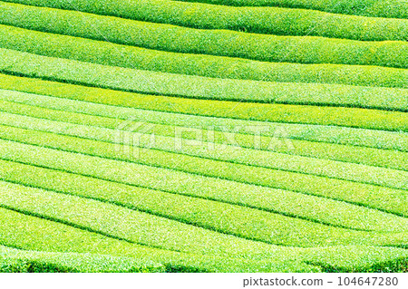 Freshly tended tea plantation Freshly tended tea plantation 104647280