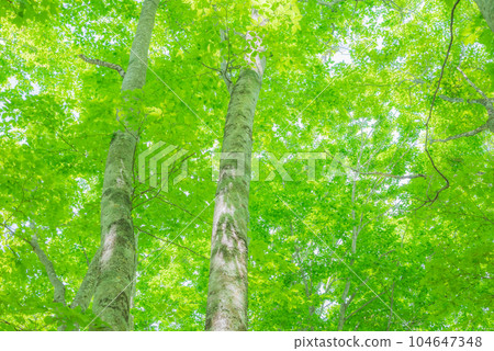Fresh green beech forest [Amakazari Kogen in early summer] 104647348
