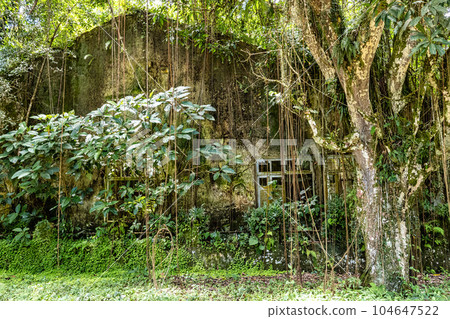 Trail to Dois Rios beach on Ilha Grande, Angra dos Reis, Rio de Janeiro, Brazil. Brazilian landscape. 104647522