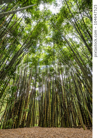Beautiful view of the flora in the Botanical Garden, Jardim Botanico of Rio de Janeiro, Brazil 104647525