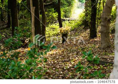 公園裡的森林被燈光照亮 104647578
