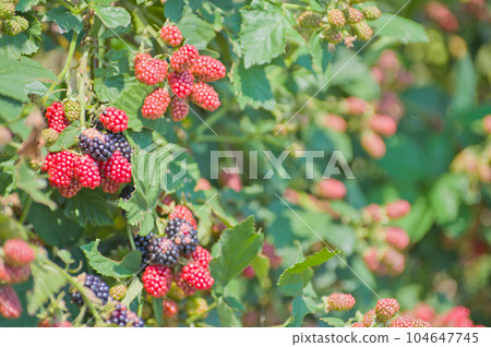 Rubus pricatus (woodberry) with heavy berries Rubus pricatus (woodberry) with heavy berries 104647745