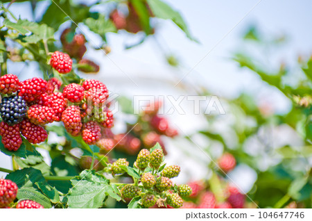 Rubus pricatus (woodberry) with heavy berries 2 104647746