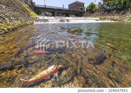230704 Miyagawa Koji Bridge Carp s304 104647841