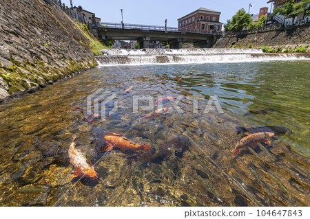 230704 Miyagawa Koji Bridge Carp s302 104647843