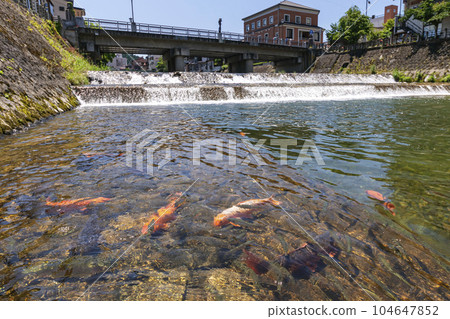 230704 Miyagawa Koji Bridge Carp s287 104647852