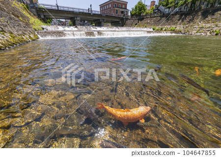 230704 Miyagawa Koji Bridge carp s259 104647855