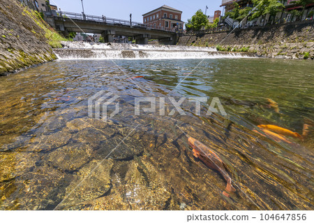 230704 Miyagawa Koji Bridge Carp s253 104647856