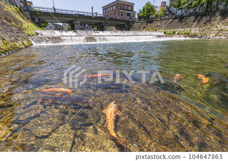 230704 Miyagawa Koji Bridge Carp s176 230704 Miyagawa Koji Bridge Carp s176 104647863