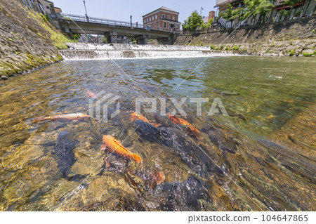 230704宮川小路橋鯉魚s154 104647865