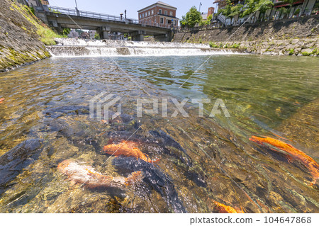 230704宮川小路橋鯉魚s143 104647868