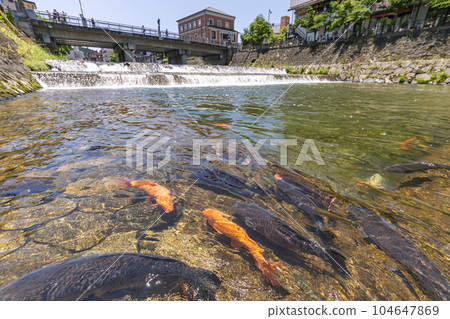 230704 Miyagawa Koji Bridge Carp s122 104647869