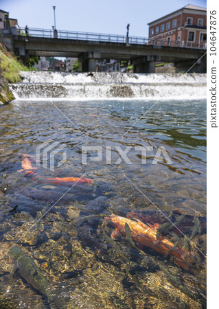230704 Miyagawa Koji Bridge carp z066 104647876