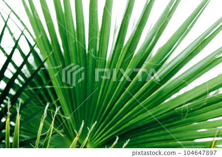 Green palm leaves, natural background. Green palm leaves, natural background. 104647897