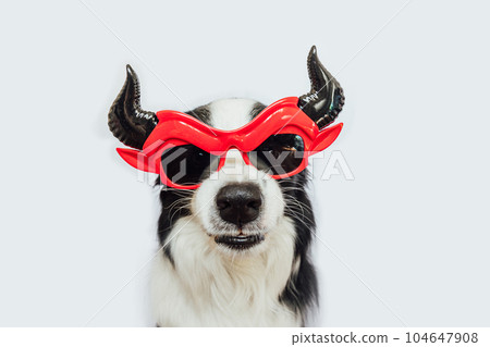 Trick or Treat concept. Funny puppy dog border collie dressed in halloween silly Satan devil eyeglasses costume scary and spooky isolated on white background. Preparation for Halloween party Trick or Treat concept. Funny puppy dog border collie dressed in halloween silly Satan devil eyeglasses costume scary and spooky isolated on white background. Preparation for Halloween party 104647908