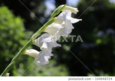 White flowers of gladiolus blooming in the garden in early summer 104648724