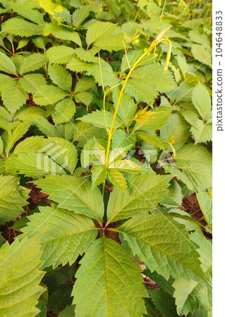 Natural green background from green leaves of decorative grapes. Natural color of grape leaves in daylight 104648833