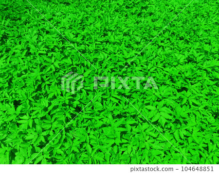 Natural green background from green leaves of decorative pants. Green photo filter Natural green background from green leaves of decorative pants. Green photo filter 104648851