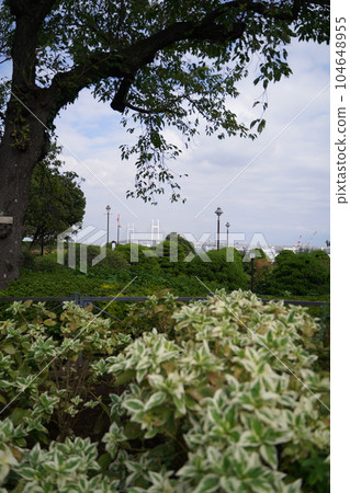 公園、秋季、十月、植物、樹葉、花卉、天空、戶外、神奈川、日本、橫濱、海港景觀山、天空、 104648955