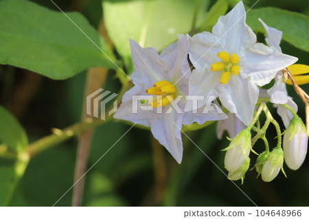 White flowers of Warunasubi blooming in the field in early summer White flowers of Warunasubi blooming in the field in early summer 104648966