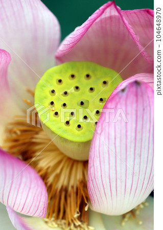 A honeycomb-shaped fluorescent yellow-green flower stalk peeking out from a pink lotus flower (using a macro lens, outdoor natural light, close-up photography) 104648970