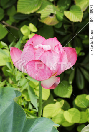 Bright and softly lit pink lotus flower (macro close-up image) Bright and softly lit pink lotus flower (macro close-up image) 104648971