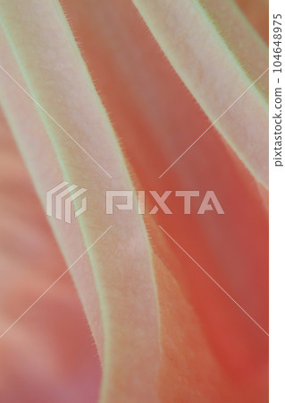 Datura flower leaf texture image with beautiful pink and milky stripes. Datura flower leaf texture image with beautiful pink and milky stripes. 104648975
