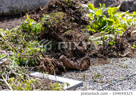 felling garden trees 104649325