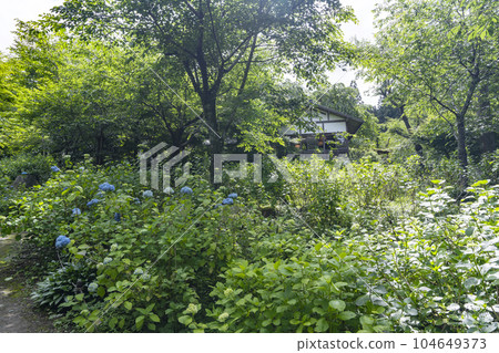 初夏的京都大原三千院繡球園 104649373