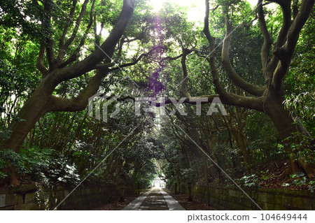 茨城縣常陸那珂市坂連磯崎神社 塔布諾木林線 影像 104649444