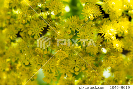 yellow flowers of aeonium undulatum close-up 104649619