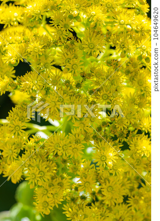 yellow flowers of aeonium undulatum close-up yellow flowers of aeonium undulatum close-up 104649620