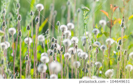 summer landscape in the meadow 104649631