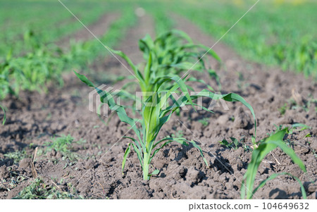 corn sprouts on the field 104649632
