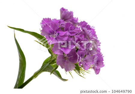perennial carnation isolated perennial carnation isolated 104649790
