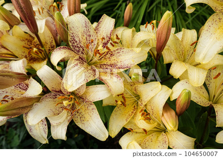 Yellow lily flowers in the garden taken close-up 104650007
