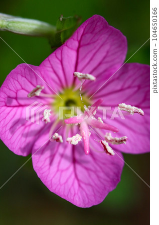 Yugesho亮紫色花朵特寫(使用微距鏡頭,室外自然光,特寫攝影) Yugesho亮紫色花朵特寫(使用微距鏡頭,室外自然光,特寫攝影) 104650166