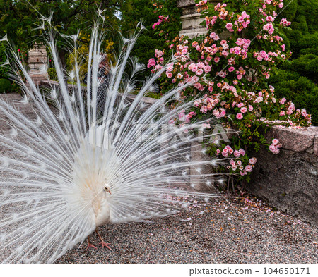 withe Peacock in garden withe Peacock in garden 104650171