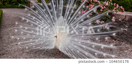 withe Peacock in garden 104650176