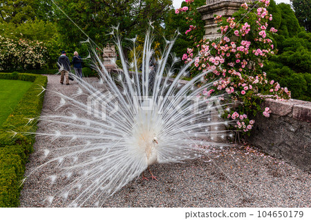withe Peacock in garden withe Peacock in garden 104650179