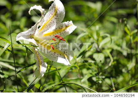 初夏山間明亮的草地上盛開的大黃花菜（使用微距鏡頭、室外自然光、特寫攝影） 104650194