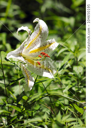 初夏山間明亮的草地上盛開的大黃花菜(使用微距鏡頭、室外自然光、特寫攝影) 初夏山間明亮的草地上盛開的大黃花菜(使用微距鏡頭、室外自然光、特寫攝影) 104650195