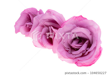 lilac rose isolated lilac rose isolated 104650227