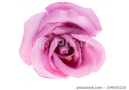 lilac rose isolated lilac rose isolated 104650228